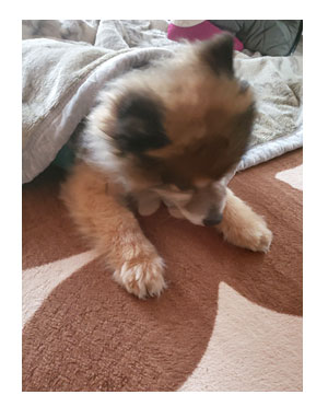 ポメ ポメラニアン 老犬 尿 モレ しっこ トイレ おむつ オムツ パッド 蒸れ シニア ペット 咳 爺 犬 まんが 漫画 マンガ