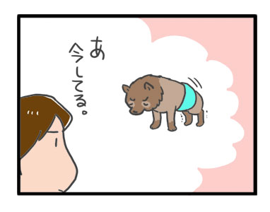 ポメ ポメラニアン 老犬 尿 モレ しっこ トイレ おむつ オムツ パッド 蒸れ シニア ペット 咳 爺 犬 まんが 漫画 マンガ