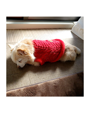犬 チワワ 心臓病 ピモベ ベトメディン 肝臓 ウルソ わんこ おじい 老犬 福 吠 シニア ペット 心臓 犬 イラスト 絵 まんが 漫画 マンガ 寝る 寝姿 老犬