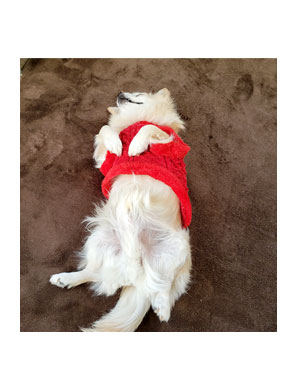 犬 チワワ 心臓病 ピモベ ベトメディン 肝臓 ウルソ わんこ おじい 老犬 福 吠 シニア ペット 心臓 犬 イラスト 絵 まんが 漫画 マンガ 寝る 寝姿 老犬