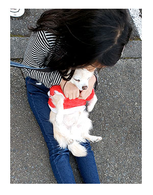 チワワ 老犬 福 吠 小学生 犬 慣れ 撫で 嬉しい ガウリン 人嫌い 爺 犬 まんが 漫画 マンガ