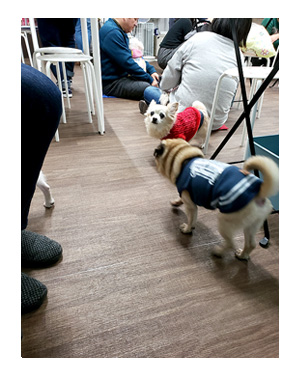 犬 チワワ 心臓病 保護権 多頭 小 ちぃ ちい あーち アーチ 千葉 arch 引取 保健所 老犬 福 吠 シニア ペット 心臓 犬 イラスト 絵 まんが 漫画 マンガ