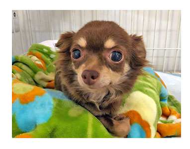 犬 チワワ 心臓病 保護権 多頭 小 ちぃ ちい あーち アーチ 千葉 arch 引取 保健所 老犬 福 吠 シニア ペット 心臓 犬 イラスト 絵 まんが 漫画 マンガ