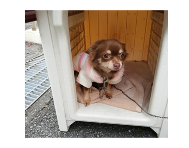 犬 チワワ 心臓病 保護権 多頭 小 ちぃ ちい あーち アーチ 千葉 arch 引取 保健所 老犬 福 吠 シニア ペット 心臓 犬 イラスト 絵 まんが 漫画 マンガ