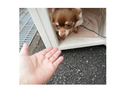 犬 チワワ 心臓病 保護権 多頭 小 ちぃ ちい あーち アーチ 千葉 arch 引取 保健所 老犬 福 吠 シニア ペット 心臓 犬 イラスト 絵 まんが 漫画 マンガ