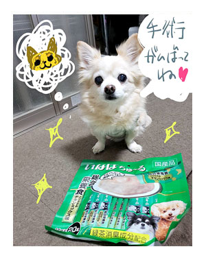 犬 チワワ 心臓病 保護権 多頭 小 ちぃ ちい あーち アーチ 千葉 arch 引取 保健所 老犬 福 吠 シニア ペット 心臓 犬 イラスト 絵 まんが 漫画 マンガ