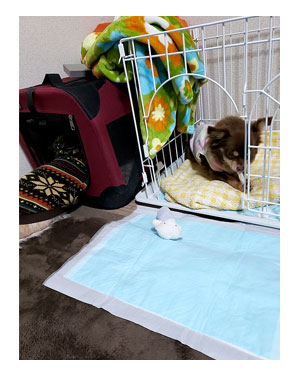 犬 チワワ 心臓病 保護権 多頭 小 ちぃ ちい 歯磨 歯みがき 歯 引取 保健所 老犬 福 吠 シニア ペット 心臓 犬 イラスト 絵 まんが 漫画 マンガ