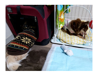 犬 チワワ 心臓病 保護権 多頭 小 ちぃ ちい 歯磨 歯みがき 歯 引取 保健所 老犬 福 吠 シニア ペット 心臓 犬 イラスト 絵 まんが 漫画 マンガ