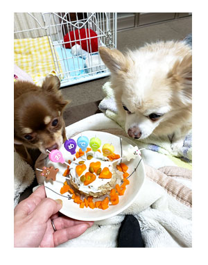 犬 チワワ 心臓病 保護犬 レスキュー ほご 捨て 誕生日 バースデイ ケーキ 老犬 福 吠 シニア ペット 心臓 犬 イラスト 絵 まんが 漫画 マンガ