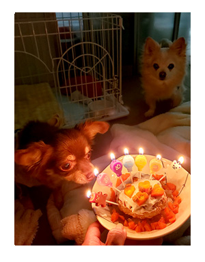 犬 チワワ 心臓病 保護犬 レスキュー ほご 捨て 誕生日 バースデイ ケーキ 老犬 福 吠 シニア ペット 心臓 犬 イラスト 絵 まんが 漫画 マンガ