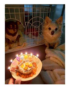 犬 チワワ 心臓病 保護犬 レスキュー ほご 捨て 誕生日 バースデイ ケーキ 老犬 福 吠 シニア ペット 心臓 犬 イラスト 絵 まんが 漫画 マンガ