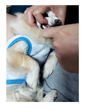 犬 チワワ 心臓病 保護犬 レスキュー ほご 捨て 多頭 抜 歯 歯槽 歯茎 歯周病 保健所 老犬 福 吠 シニア ペット 心臓 犬 イラスト 絵 まんが 漫画 マンガ