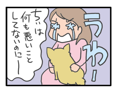 犬 チワワ 心臓病 保護犬 レスキュー ほご 捨て 手術 オペ 埼玉 ジャスミン JASMINE 多頭 小 ちぃ ちい 慣れ トイレ 引取 保健所 老犬 福 吠 シニア ペット 心臓 犬 イラスト 絵 まんが 漫画 マンガ