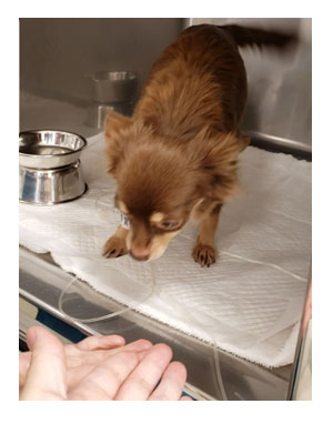 犬 チワワ 心臓病 保護犬 レスキュー ほご 捨て 手術 オペ 埼玉 ジャスミン JASMINE 多頭 小 ちぃ ちい 慣れ トイレ 引取 保健所 老犬 福 吠 シニア ペット 心臓 犬 イラスト 絵 まんが 漫画 マンガ
