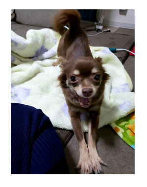 犬 チワワ 心臓病 入院 退院 肺水腫 肺 保護犬 レスキュー ほご 捨て 手術 オペ 埼玉 動物 医療 保健所 老犬 福 吠 シニア ペット 心臓 犬 イラスト 絵 まんが 漫画 マンガ