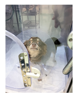 犬 チワワ 心臓病 入院 退院 肺水腫 肺 保護犬 レスキュー ほご 捨て 手術 オペ 埼玉 動物 医療 保健所 老犬 福 吠 シニア ペット 心臓 犬 イラスト 絵 まんが 漫画 マンガ