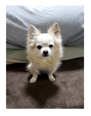 犬 チワワ 心臓病 入院 退院 肺水腫 肺 保護犬 レスキュー ほご 捨て 手術 オペ 埼玉 動物 医療 保健所 老犬 福 吠 シニア ペット 心臓 犬 イラスト 絵 まんが 漫画 マンガ