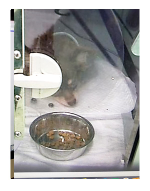 犬 チワワ 心臓病 入院 退院 肺水腫 肺 保護犬 レスキュー ほご 捨て 手術 オペ 埼玉 動物 医療 保健所 老犬 福 吠 シニア ペット 心臓 犬 イラスト 絵 まんが 漫画 マンガ