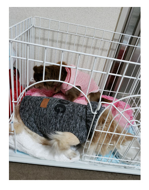 犬 チワワ 心臓病 入院 退院 肺水腫 肺 保護犬 ほご 手術 老犬 福 吠 シニア イラスト 絵 まんが 漫画 マンガ