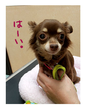 犬 チワワ 心臓病 入院 退院 肺水腫 肺 保護犬 ほご 手術 老犬 福 吠 シニア イラスト 絵 まんが 漫画 マンガ