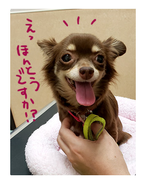 犬 チワワ 心臓病 入院 退院 肺水腫 肺 保護犬 ほご 手術 老犬 福 吠 シニア イラスト 絵 まんが 漫画 マンガ