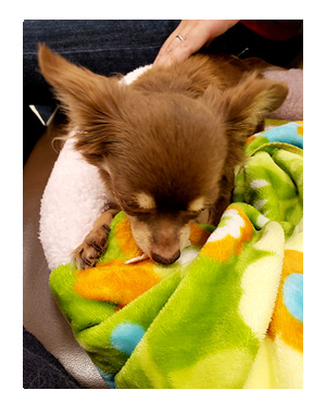 犬 チワワ 心臓病 入院 退院 肺水腫 肺 保護犬 ほご 手術 老犬 福 吠 シニア イラスト 絵 まんが 漫画 マンガ