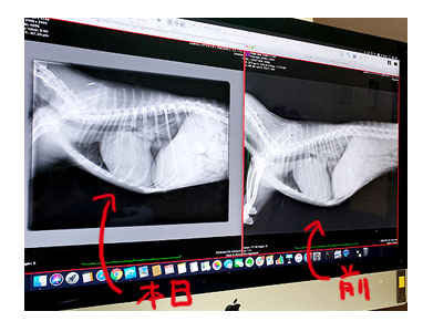 犬 チワワ 心臓病 入院 退院 肺水腫 肺 保護犬 ほご 手術 老犬 福 吠 シニア イラスト 絵 まんが 漫画 マンガ
