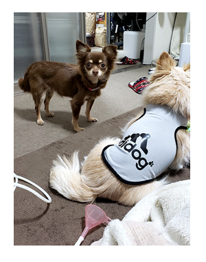 犬 チワワ 心臓病 入院 退院 肺水腫 肺 保護犬 ほご 手術 老犬 福 吠 シニア イラスト 絵 まんが 漫画 マンガ