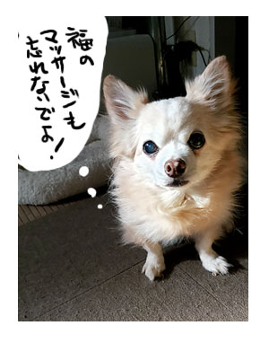犬 チワワ 心臓病 入院 退院 肺水腫 肺 保護犬 ほご 手術 老犬 福 吠 シニア イラスト 絵 まんが 漫画 マンガ