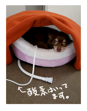 犬 チワワ 心臓病 入院 退院 肺水腫 肺 保護犬 ほご 手術 老犬 福 吠 酸素 発生 酸素室 シニア 漫画 マンガ
