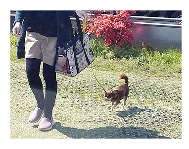 犬 チワワ 心臓病 入院 退院 肺水腫 肺 保護犬 ほご 手術 老犬 福 吠 シニア イラスト 絵 まんが 漫画 マンガ