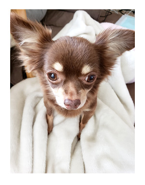 犬 チワワ 心臓病 入院 退院 肺水腫 肺 保護犬 ほご 手術 老犬 福 吠 シニア