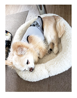 犬 チワワ 心臓病 入院 退院 肺水腫 肺 保護犬 ほご 手術 老犬 福 吠 シニア