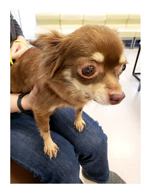 犬 チワワ 心臓病 入院 退院 肺水腫 肺 保護犬 ほご 手術 老犬 福 吠 シニア