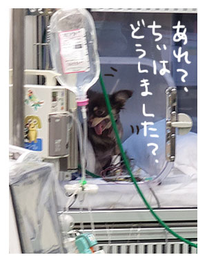 犬 心臓病 保護 手術 心臓 僧帽弁閉鎖不全症 僧帽弁 埼玉 狭山 かんの 菅野先生 ハート イラスト 絵 まんが 漫画 マンガ