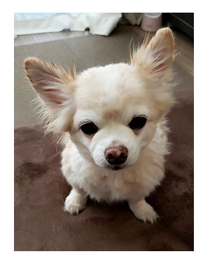 犬 心臓病 保護 手術 心臓 僧帽弁閉鎖不全症 僧帽弁 サマー カット 老犬 トリミング イラスト 絵 まんが 漫画 マンガ