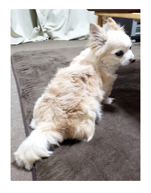 犬 心臓病 保護 手術 心臓 僧帽弁閉鎖不全症 僧帽弁 サマー カット 老犬 トリミング イラスト 絵 まんが 漫画 マンガ