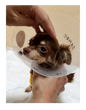 犬 心臓病 保護 手術 心臓 僧帽弁閉鎖不全症 僧帽弁 サマー カット 老犬 トリミング イラスト 絵 まんが 漫画 マンガ