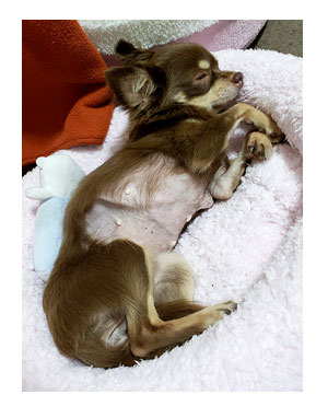 犬 心臓病 保護犬 元 手術 心臓 僧帽弁閉鎖不全症 僧帽弁 埼玉 かんの 菅野先生 イラスト 絵 まんが 漫画 マンガ
