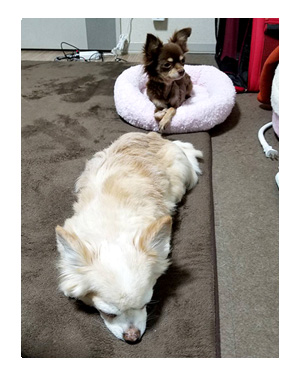 犬 心臓病 保護犬 元 手術 心臓 僧帽弁閉鎖不全症 僧帽弁 埼玉 かんの 菅野先生 イラスト 絵 まんが 漫画 マンガ