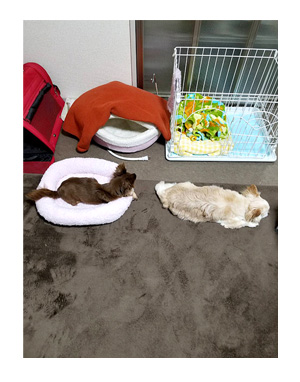 犬 心臓病 保護犬 元 手術 心臓 僧帽弁閉鎖不全症 僧帽弁 埼玉 かんの 菅野先生 イラスト 絵 まんが 漫画 マンガ