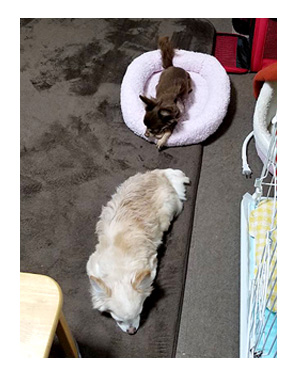 犬 心臓病 保護犬 元 手術 心臓 僧帽弁閉鎖不全症 僧帽弁 埼玉 かんの 菅野先生 イラスト 絵 まんが 漫画 マンガ