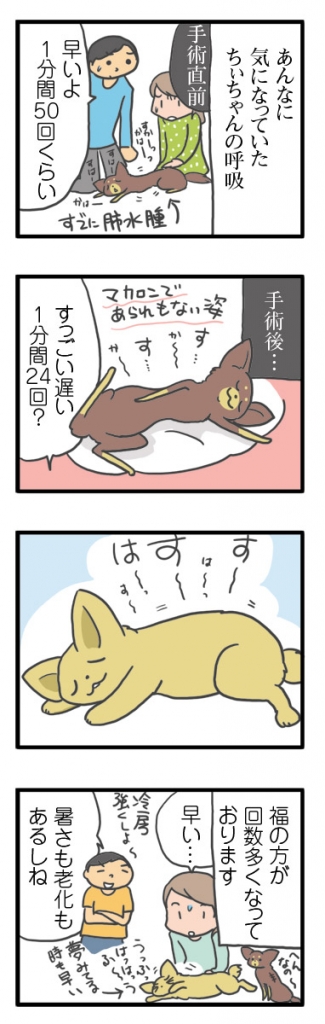 犬 心臓病 保護犬 元 手術 心臓 僧帽弁閉鎖不全症 僧帽弁 埼玉 かんの 菅野先生 イラスト 絵 まんが 漫画 マンガ