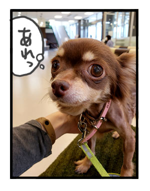 犬 心臓病 保護犬 吐 急性 胃炎 吐き止 点滴 急患 チワワ 多頭 手術 元保護犬 引取 埼玉 イラスト 絵 まんが 漫画 マンガ