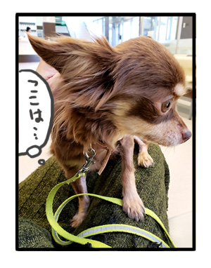 犬 心臓病 保護犬 吐 急性 胃炎 吐き止 点滴 急患 チワワ 多頭 手術 元保護犬 引取 埼玉 イラスト 絵 まんが 漫画 マンガ
