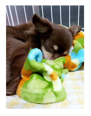 犬 心臓病 保護犬 老犬 チワワ 多頭 手術 術後 検査 嘔吐 下痢 吐く 埼玉 イラスト 絵 まんが 漫画 マンガ