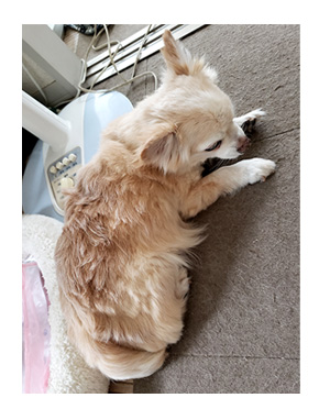 犬 心臓病 保護犬 老犬 チワワ 多頭 手術 僧帽弁閉鎖不全症 元保護犬 引取 埼玉 イラスト 絵 まんが 漫画 マンガ