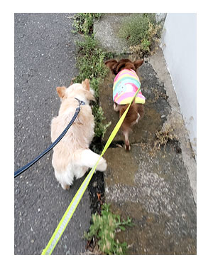 犬 心臓病 保護犬 老犬 チワワ 多頭 寝 落ち 昼寝 一緒 兄 妹 イラスト 絵 まんが 漫画 マンガ