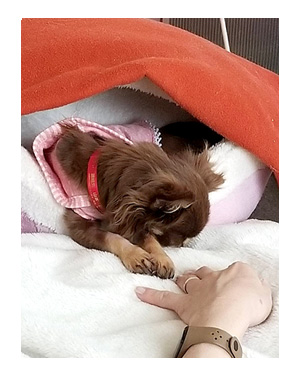 犬 心臓病 保護犬 老犬 チワワ 多頭 寝 落ち 昼寝 一緒 兄 妹 イラスト 絵 まんが 漫画 マンガ