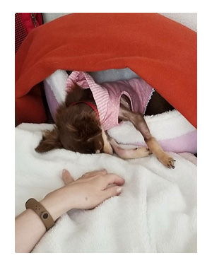 犬 心臓病 保護犬 老犬 チワワ 多頭 寝 落ち 昼寝 一緒 兄 妹 イラスト 絵 まんが 漫画 マンガ